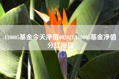 110005基金今天净值002021,110005基金净值分红派息