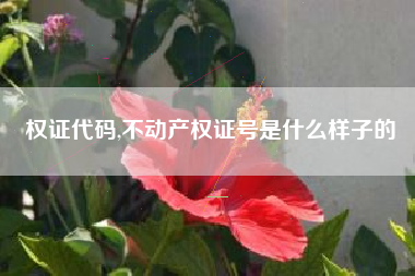 权证代码,不动产权证号是什么样子的