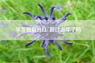 华发股份分红, 超过去年了吗