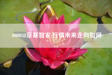 000048京基智农,行情未来走向如何