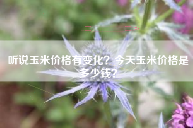 听说玉米价格有变化?今天玉米价格是多少钱?